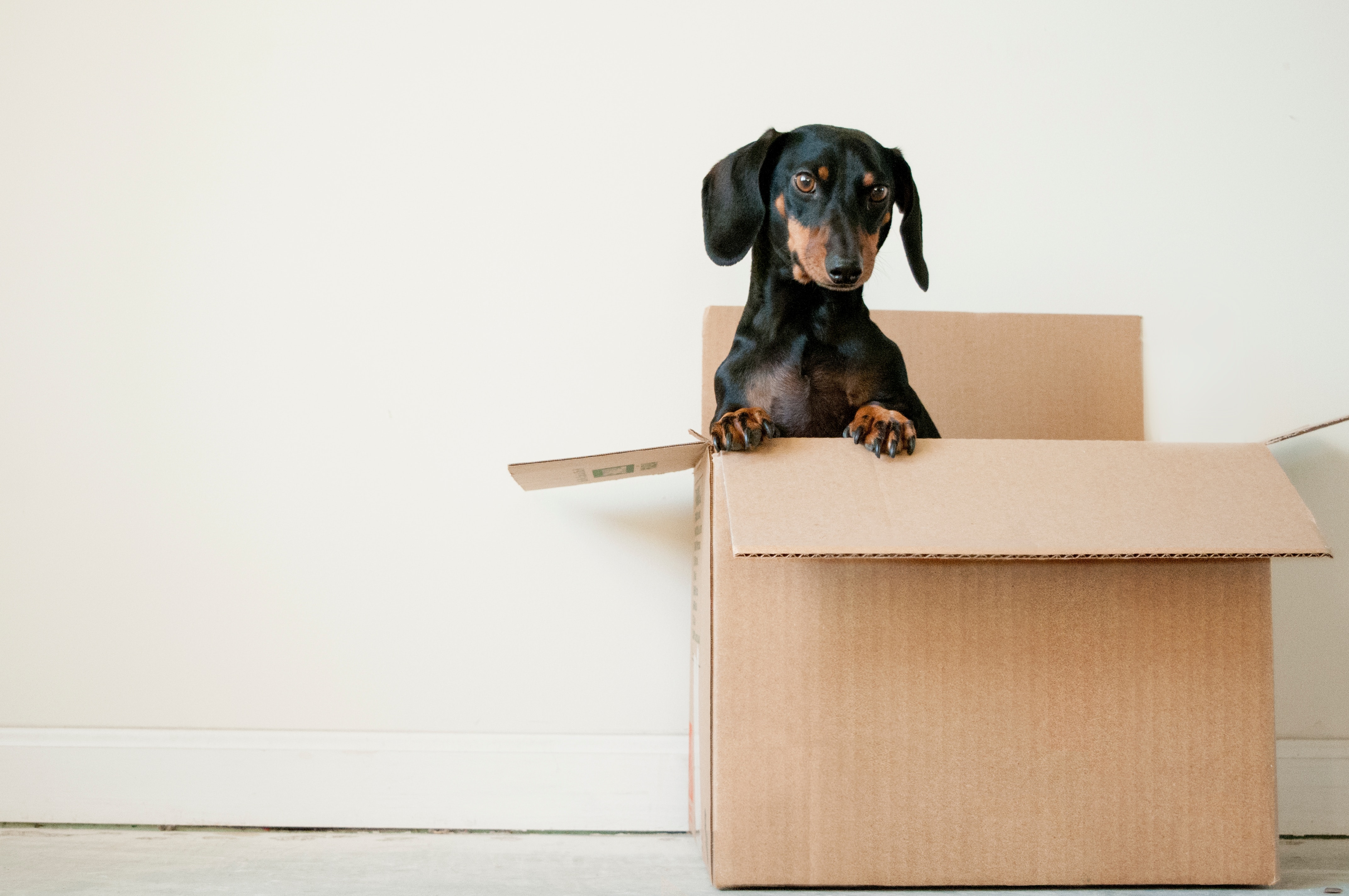 What is white box testing vs black box testing? (and when to involve a QA agency) - image of a puppy in a box